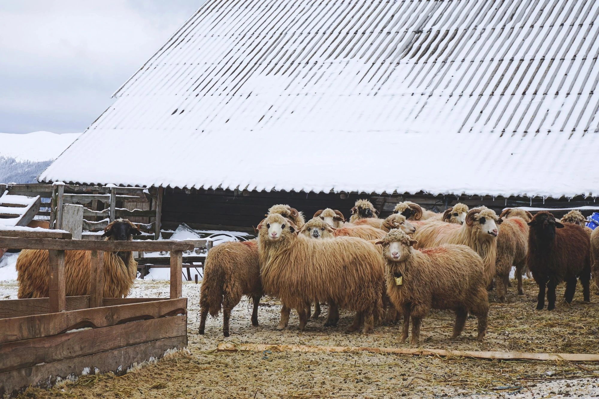Poultry and Dairy Farming Roofing